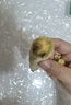 京鮮生臨安天目山小香薯3斤 單果約30g-100g 香甜軟糯  源頭直發(fā) 曬單實拍圖