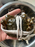 【活蟹】乾澄大閘蟹現貨 2.3-2.6兩8只 足斤足兩鮮活六月黃螃蟹生鮮海鮮禮盒裝源頭直發(fā) 曬單實(shí)拍圖