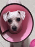 ANNAMAET安娜低脂瑪特狗糧易消化犬糧娜瑪特無(wú)谷里昂成犬糧深海魚(yú)控制體重 無(wú)谷低脂標準顆粒 25磅*1袋 -26.6 曬單實(shí)拍圖