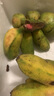 三萌果蔬廣西小米蕉【青蕉發(fā)貨收到需催熟】芭蕉新鮮水果應(yīng)季香蕉現(xiàn)摘現(xiàn)發(fā) 5斤 精選裝【香甜粉糯】凈4.5斤 曬單實拍圖
