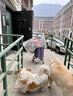 力狼（LILANG）狗糧成犬中大型犬通用拉布拉多金毛阿拉斯加法斗德牧馬犬專用犬糧 【經(jīng)典】成犬專用20kg40斤 曬單實拍圖