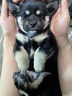 田園犬活體幼犬看家狗純黑大黃四眼活幼體土狗蝴蝶犬小狗 田園級 小型中華田園犬 公母備注 曬單實拍圖