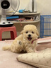 泰迪幼犬純種灰泰迪貴賓犬茶杯犬長(zhǎng)不大小體狗小型犬活體狗寵物狗 寵物級(jí) 香檳泰迪 母 曬單實(shí)拍圖