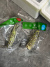 本山葵單支裝甄選現(xiàn)磨山葵根新鮮青芥末 用于日料韓料烤肉壽司魚生烤肉 新鮮山葵A+級單支 36-50g/支 曬單實(shí)拍圖