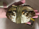 【活蟹】塘南美固城湖大閘蟹 黃滿(mǎn)膏肥 鮮活特大螃蟹  公母蟹活蟹 公3.5-3.8兩 母2.5-2.8兩 5對10只裝 曬單實(shí)拍圖