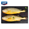 海名威 冷凍黃花魚700g/2條 寧德大黃魚地標(biāo) 海鮮水產(chǎn) 生鮮魚類  曬單實拍圖