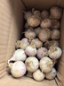 2025紫皮獨(dú)頭蒜干蒜當(dāng)季新鮮新蒜大蒜頭蔬菜糖醋腌制產(chǎn)地直發(fā)批發(fā) 1斤【約36-46個(gè)】源頭直采包郵 曬單實(shí)拍圖
