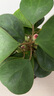 植男植女小盼菩提發(fā)財(cái)樹(shù)植物室內(nèi)禪意招財(cái)樹(shù)盆景辦公室桌面綠植源頭直發(fā) 曬單實(shí)拍圖
