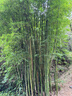 蕉下（beneunder）防紫外線遮陽傘三折雙層黑膠晴雨傘防曬傘BM664花椿 曬單實拍圖