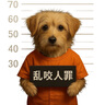嬉皮狗（hipidog）2024新款全包小狗狗雨衣四腳防水泰迪比熊寵物小型犬防臟雨天衣服 蒂安綠 XL 建議體重12-16斤 曬單實(shí)拍圖