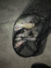 民間藝人磨砂漂身魚漂野釣輕口鯽魚鯉魚浮漂高靈敏醒目加粗鰱鳙大物漂 MX09漂長43.3CM吃鉛2.0克 曬單實拍圖