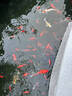 森態(tài)智能全自動魚池過濾設(shè)備庭院室外魚池過濾器大型魚池水循環(huán)系統(tǒng) ST-20T全自動過濾器（10-20噸水） 曬單實拍圖