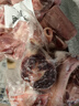 羋羊羊 寧夏灘羊肉 羊小腿切塊6斤小腿 羊肉生鮮 火鍋燒烤 清真源頭直發(fā) 曬單實(shí)拍圖