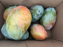 京鮮生 攀枝花凱特芒 凈重8.5斤 帶箱9斤 單果600g+ 生鮮水果 源頭直發(fā) 曬單實(shí)拍圖