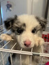 純種隕石邊牧幼犬邊境牧羊犬活體七白三通黑白金邊中型犬寵物小狗 血統(tǒng)級 隕石色 公 曬單實拍圖