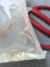 熱帶觀賞魚七彩斑馬魚紅綠燈科魚小型冷水淡水群游好養(yǎng)活的練手魚 小型觀賞魚專用魚食 曬單實拍圖