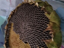 新鮮現(xiàn)摘現(xiàn)發(fā)葵花盤帶盤瓜子原味生葵花籽葵花頭農(nóng)家自產(chǎn)生吃孕婦 2中盤現(xiàn)摘現(xiàn)發(fā) 曬單實(shí)拍圖