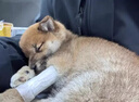 瑞美貝狗狗細(xì)小特效次日達(dá)專用犬瘟熱冠狀細(xì)小病毒嘔吐拉稀沒精神不吃飯 1盒【效果好怕不夠用】 藥 曬單實(shí)拍圖