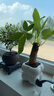 佰花錦辦公桌面綠植盆栽發(fā)財(cái)樹室內(nèi)客廳奶油風(fēng)網(wǎng)紅盆景精致美觀四季好養(yǎng) 單桿發(fā)財(cái)樹+PVC白泡泡盆 整體高度約15-25cm 曬單實(shí)拍圖