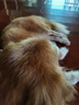 HELLOJOY狗狗零食寵物泰迪金毛幼犬成犬訓(xùn)練獎(jiǎng)勵(lì) 營養(yǎng)牛肉粒2.7斤 曬單實(shí)拍圖