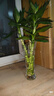植男植女文昌竹/龍竹富貴竹水培帶根植物綠植室內(nèi)好養(yǎng)盆栽5/60cm源頭直發(fā)  曬單實(shí)拍圖