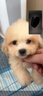 純種泰迪犬馬爾泰幼崽寵物狗狗茶杯犬黃白色香檳泰迪小型 血統(tǒng)級(jí) 公 曬單實(shí)拍圖