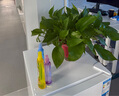 雙盟綠蘿盆栽除甲醛花卉綠植辦公室新房凈化空氣160加高4盆裝源頭直發(fā) 曬單實(shí)拍圖
