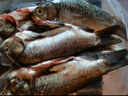 跑山密水農(nóng)家水庫魚 新鮮鯽魚 當(dāng)日捕撈鮮魚 現(xiàn)殺現(xiàn)發(fā) 生鮮生態(tài)魚 鯽魚 2斤 （非凈重） 曬單實(shí)拍圖