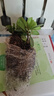 小盆梔子花盆栽四季開花部分帶花苞室內(nèi)綠蘿水培花卉綠植物 低配款：15-20cm【2株】當(dāng)年少量開花 濃香型梔子花【帶花苞】10天開花 曬單實(shí)拍圖