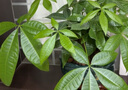 聽雪樓三桿發(fā)財樹盆栽桌面綠植擺件室內(nèi)辦公室客廳植物新房花卉 三桿發(fā)財樹+招財進寶盆【冰裂藍釉】 含（吊牌+陶粒） 曬單實拍圖