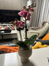 歐芽  蝴蝶蘭盆栽帶花劍蘭花大苗客廳室內(nèi)植物耐寒花卉好養(yǎng)活 雙梗帶花【金蝶+高腳盆】 曬單實(shí)拍圖