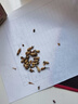 參慶堂 玳玳花50g 茶葉 無硫回青橙枳殼花酸橙花花草代代花茶 曬單實(shí)拍圖