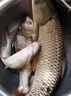 怡?。‥-LONG）香港怡隆飛天鯉幻影魚(yú)竿5H6H8H超輕超硬江湖鯽鯉飛磕偷驢湖庫桿 5.4m 6H飛天鯉幻影+原裝竿稍 曬單實(shí)拍圖