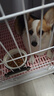 衛(wèi)仕營(yíng)養(yǎng)膏120g*2寵物狗狗貓咪幼犬營(yíng)養(yǎng)膏微量元素維生素魚(yú)油犬貓通用 曬單實(shí)拍圖