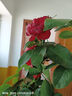 藤本月季爬藤大苗薔薇花大苗特大花庭院爬墻植物四季開(kāi)花濃香盆栽 蒂娜【150CM—160CM高發(fā)貨】 曬單實(shí)拍圖