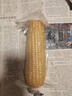 京鮮生東北白糯玉米250g*10棒 新鮮甜糯玉米棒真空包裝粘玉米 源頭直發(fā) 曬單實拍圖