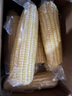 京鮮生東北白糯玉米250g*10棒 新鮮甜糯玉米棒真空包裝粘玉米 源頭直發(fā) 曬單實(shí)拍圖