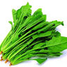 【產(chǎn)地直采】大菠菜300g 曬單實拍圖
