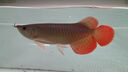 金龍魚活魚印尼紅龍魚辣椒紅龍魚超血紅龍活體苗古典金龍練手龍魚 賽級——辣椒紅龍魚【包發(fā)色】 20-23cm【芯片證書齊全】 曬單實拍圖