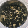 碧潭飄雪茉莉花茶 峨眉山茶一級100g 大罐新品茶葉自己喝36001 曬單實(shí)拍圖