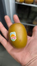 佳沛（zespri）新西蘭 陽光金果12粒單果約122-146g 獼猴桃 中秋水果禮盒 曬單實拍圖