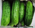 京鮮生 山東童年旱黃瓜 凈重5斤 單果100g+ 水果小青瓜 輕食 源頭直發(fā) 曬單實拍圖