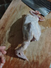 溫氏 供港乳鴿凈重520g/2只 冷凍鴿子 鴿子湯 術后年貨禮品 煲湯食材 曬單實拍圖