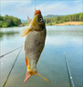 新款高端手工大力馬線(xiàn)組釣魚(yú)線(xiàn)全套裝成品 4.5米(綁好雙鉤)3組裝 2.0主線(xiàn)+1.5子線(xiàn)+魚(yú)鉤伊勢尼5號 曬單實(shí)拍圖