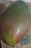 京喜加現(xiàn)采熱帶水果小臺農(nóng)芒果新鮮  輕微花皮半熟果發(fā)貨 臺芒5斤單果100克以上 曬單實拍圖