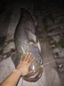 GW光威魚竿玄策戟大物版8.1米草青大物臺釣竿狂拉大物桿尋魚竿巨物 曬單實拍圖