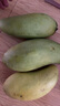 【新鮮當季新鮮】金煌芒大青芒芒果 帶箱5斤【單果400g+】 曬單實拍圖