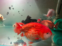 BIOZYM百因美魚缸硝化細(xì)菌150ml活性消化細(xì)菌水族藥劑凈水除氮?dú)夥囚~藥 曬單實(shí)拍圖