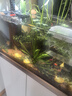 創(chuàng)寧變頻潛水泵 CN-9500-25W 10檔流量調(diào)節(jié) 魚缸假山噴泉池循環(huán)抽水 曬單實(shí)拍圖