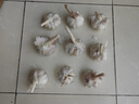 千封河南2025新蒜新干蒜多瓣蒜大蒜頭紫皮大蒜批發(fā) 大蒜特大果 5斤 曬單實拍圖
